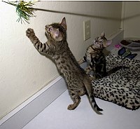 SierraGold Bengals: Merlin and Lancelot<br>